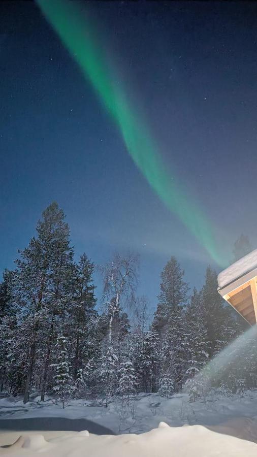 Hallahaukka إيفالو المظهر الخارجي الصورة