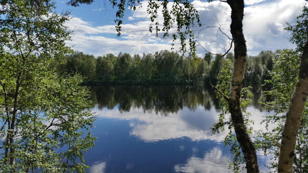 Hallahaukka إيفالو المظهر الخارجي الصورة